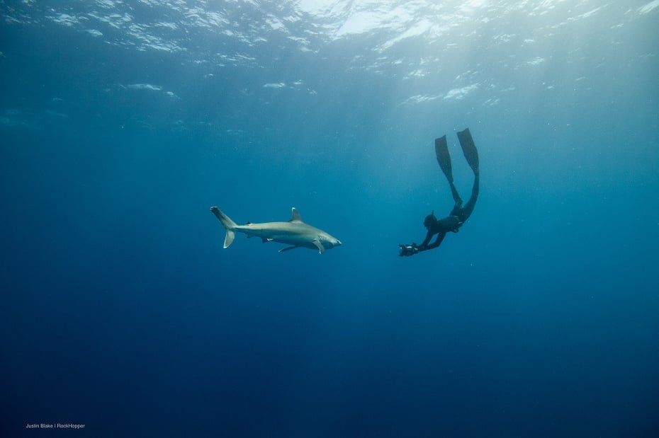save-our-oceans